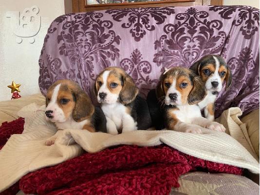 PoulaTo: Τριχρωμία Beagles έτοιμα